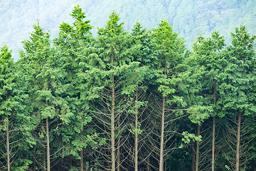 Image showing Green tree forest 