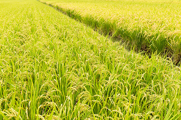 Image showing Rice field