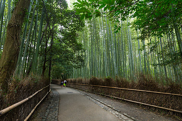 Image showing Bamboo forest in Kyoto