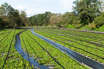 Image showing Wasabi farm