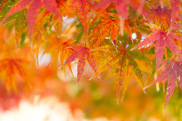 Image showing Red maple tree