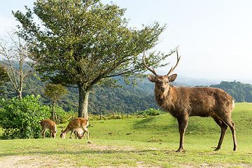 Image showing Stag Deer 