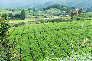 Image showing Japanese green tea field