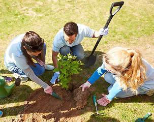 Image showing group of volunteers planting tree in park