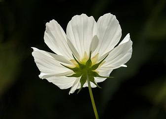 Image showing White Cosmos Flower