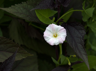 Image showing Field Bindweed Flower