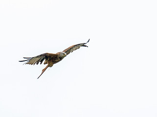 Image showing Red Kite