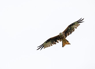 Image showing Red Kite against Grey Sky