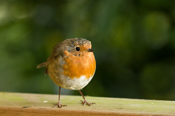 Image showing Robin