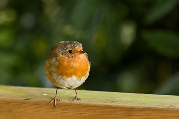 Image showing Robin on Fence looking to Its Left