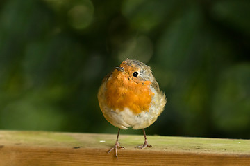 Image showing Robin on Fence with Toes over Edge