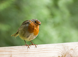 Image showing Robin on Fence, Head Tilted