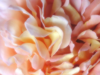 Image showing soft focus rose details