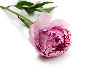 Image showing Beautiful peony flower