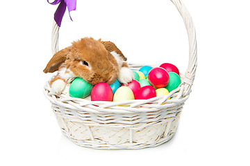 Image showing Beautiful domestic rabbit in basket with eggs