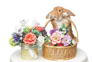 Image showing Beautiful domestic rabbit