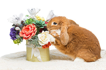 Image showing Beautiful domestic rabbit