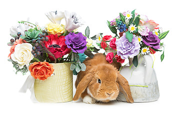 Image showing Beautiful domestic rabbit