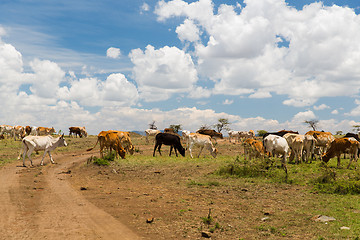 Image showing cows grazing in savannah at africa