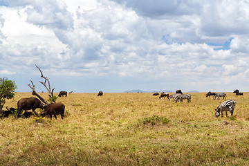 Image showing group of herbivore animals in savannah at africa