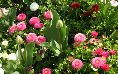 Image showing tulip and daisy bed