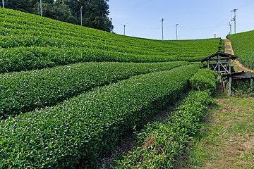 Image showing Fresh green tea farm