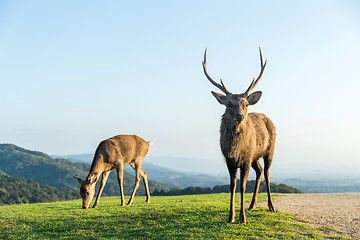 Image showing Lovely Male wild deer at the mountain