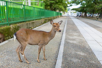 Image showing Wild deer in Nara city