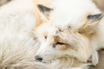 Image showing Fox sleeping