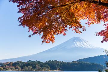 Image showing Red Maple tree and Mt. Fuji 