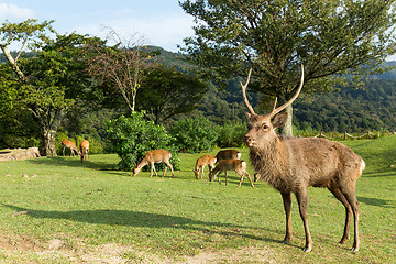 Image showing Stag deer