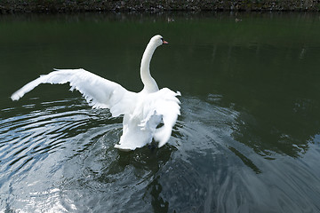 Image showing White swan in lake