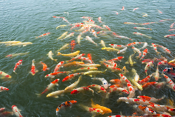 Image showing Carp fish in pond