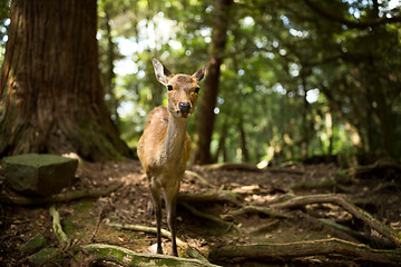 Image showing Roe deer in the wild