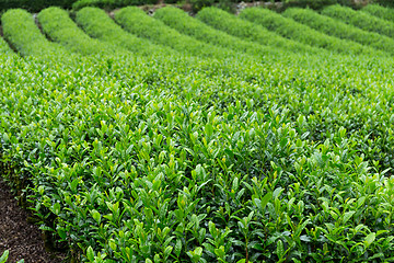 Image showing Green fresh Tea plantation