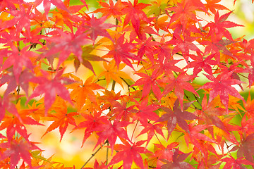 Image showing Red maple leaves