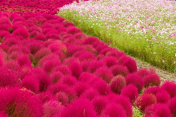 Image showing Red Bassia scoparia and cosmos flower