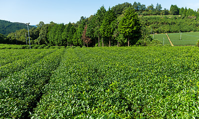 Image showing Fresh tea farm