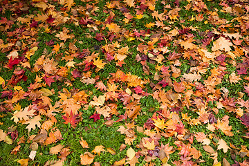 Image showing Autumn leaves