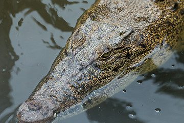 Image showing Closeup of crocodile swimming