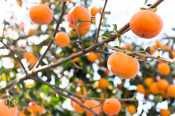 Image showing Persimmon fruit on tree