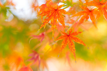 Image showing Maple leaf in Autumn