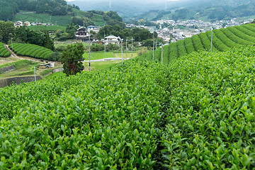 Image showing Green Tea plantation terraced farm