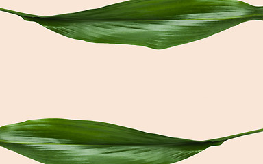 Image showing green leaves with blank space on beige background