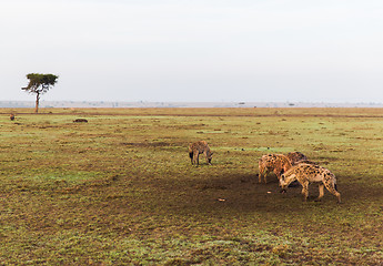 Image showing clan of hyenas in savannah at africa