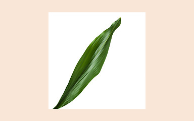 Image showing green leaf over whine square frame on beige