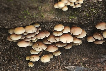 Image showing Mushrooms growing on a trunk