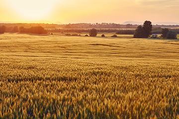 Image showing Wheat field detail