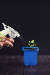 Image showing Pepper growing in a pot