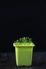 Image showing Rukkola growing in a pot